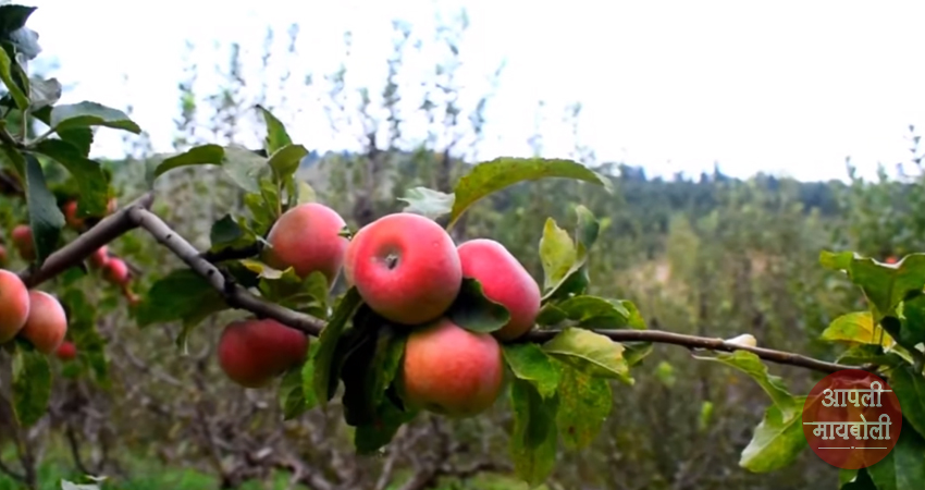 Apple Farming | Aapli Mayboli